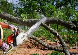 How Our Tree Care Process Works  in Minooka, IL